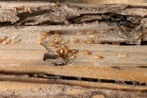 Best Insect Control  in Morenci, MI